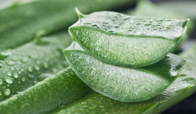 Aloe_Vera.jpg